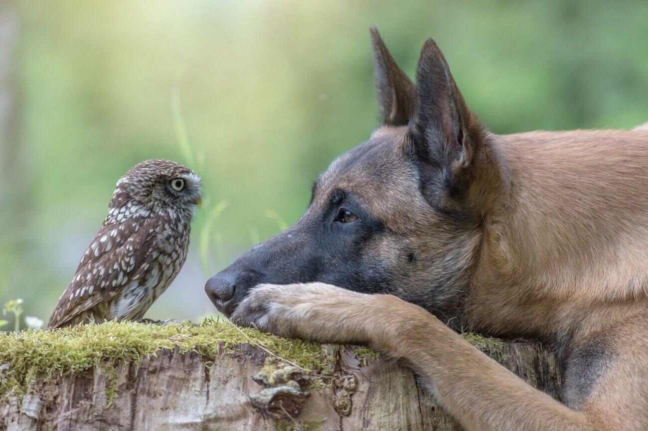 Owl and dog face to face